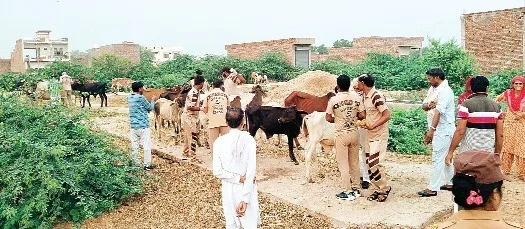 लम्पी स्किन बीमारी की रोकथाम के लिए बेसहारा गौवंश को ग्रीन एस के सेवादारों ने खिलाई दवा