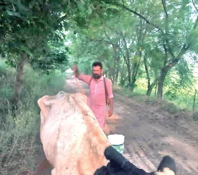 हरियाणा के जाखल के गांवों में लंपी ने दी दस्तक , डेरा सच्चा सौदा के प्रेमियों ने किया उपचार