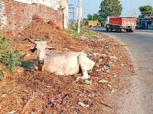 Lumpy Skin : फिरोजपुर में 4951 पशु हुए बीमारी का शिकार, 278 पशुओं की हुई मौत