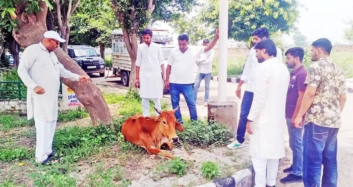 लंपी स्किन बीमारी: गौवंश बचाने के लिए आगे आई वेल्फेयर सोसायटी