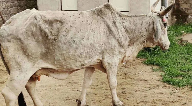 भिवानी: ढेलेदार त्वचा रोग को लेकर धारा 144 लागू