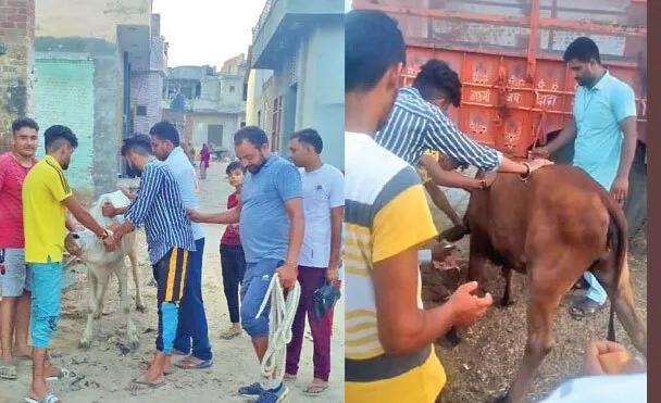 डेरा श्रद्धालुओं ने की लंपी स्किन से बचाव हेतु गायों की सार-संभाल