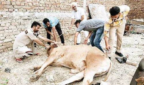 लंपी स्किन रोग से ग्रसित पशुओं की सार संभाल के लिए आगे आये डेरा प्रेमी