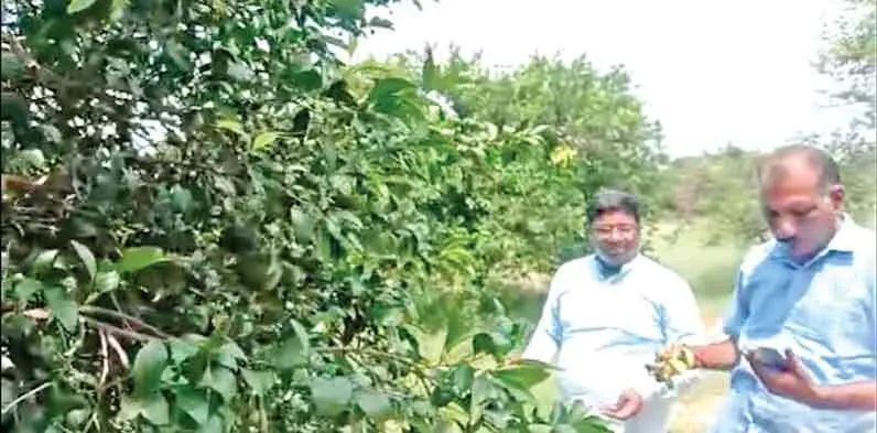 रेत के टिब्बों पर लहलहा रहे मौसमी व किन्नू के बाग, कमा रहे लाखों