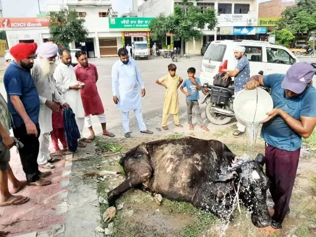 कई दिनों से गंदे नाले में तड़प रही थी गाय, सतगुरु के प्यारों ने देखा और तुरंत सुरक्षित बाहर निकाला