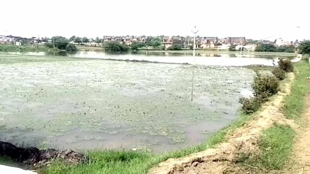 हनुमानगढ़ शहर : बरसाती पानी में डूबी सिंघाड़े की फसल, लाखों के नुकसान की आशंका