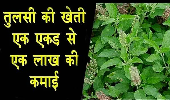 तुलसी की खेती करके खुब कमा रहे बुंदेलखंड के किसान