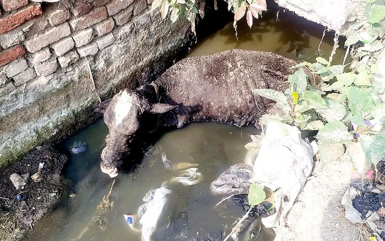 डेरा प्रेमियों ने गहरे नाले से गौ माता को सुरक्षित बाहर निकाला