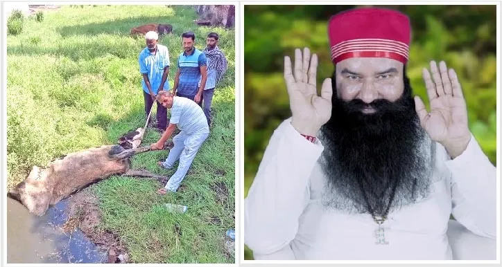 तालाब में तड़प रही थी गाय, किसी ने नहीं ली सुध, लेकिन डेरा प्रेमियों को जैसे ही पता चला, तुरंत सुरक्षित बाहर निकाला, लोगों ने की प्रशंसा