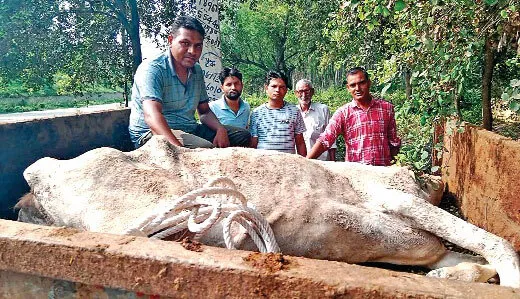 सड़क पर तड़प रही थी गाय, डेरा के सेवादारों ने तुरंत पशु अस्पताल पहुंचाया और बच गई गाय की जिंदगी