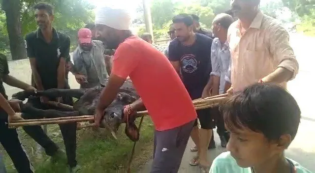 डेरा अनुयायियों ने लंपी बीमारी से ग्रस्त गाय का इलाज करवा बचाई जान