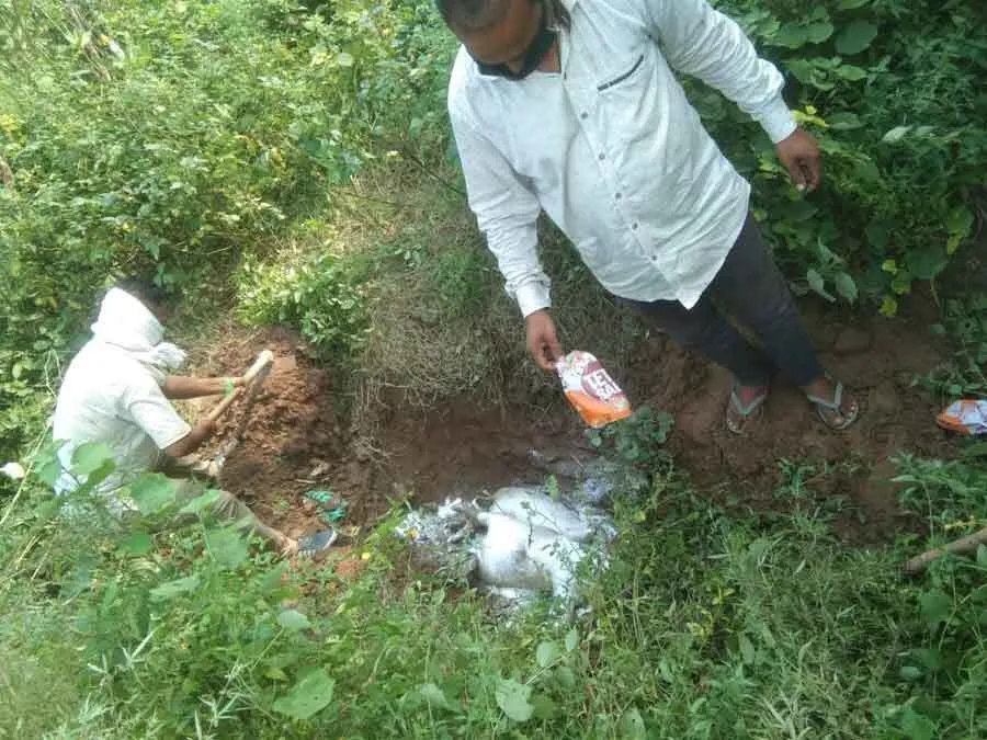 दर्जनों सूअरों की संदिग्ध मौत, लोगों ने जताई स्वाइन फ़्लू की आशंका