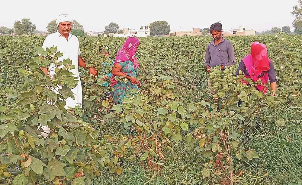 फंगस ने बिगाड़ा ग्वार का समीकरण, उत्पादन नामात्र