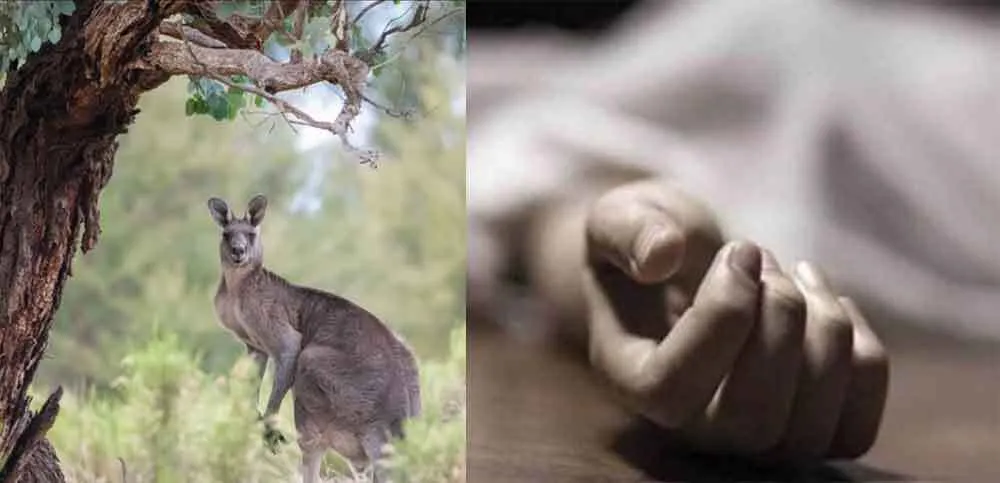 पालतू कंगारू ने ली मालिक की जान