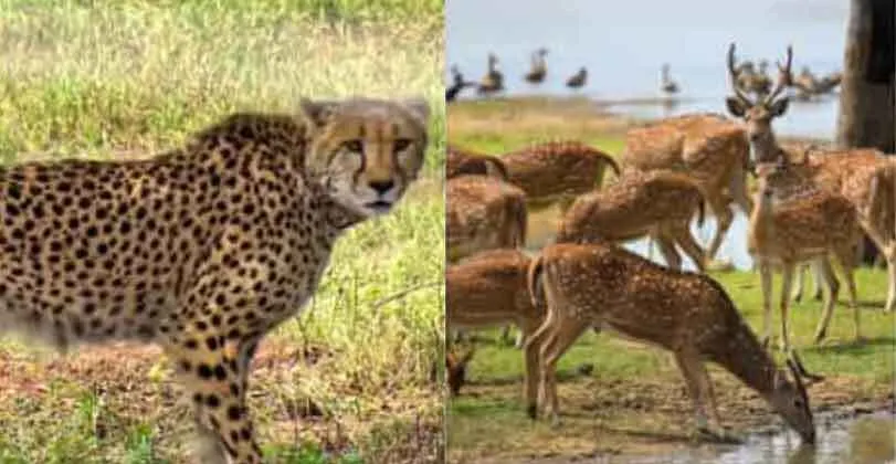 चीतों के लिए हिरण छोड़े जाने से बिश्नोई समाज में रोष