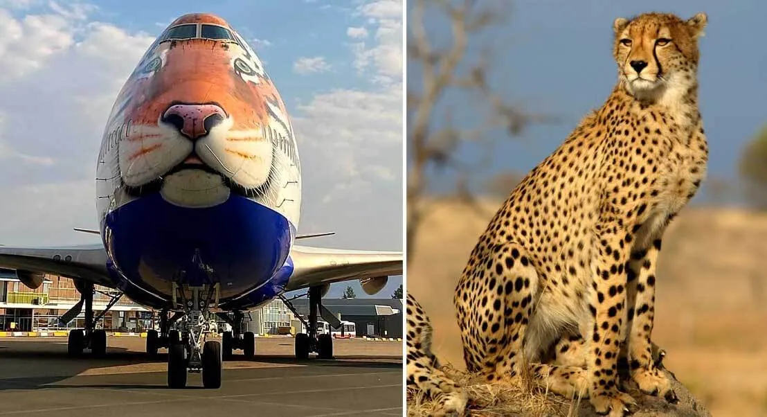 MP Project Cheetah : जानिए, नामीबिया के चितों के लिए क्यों चुना गया मध्यप्रदेश