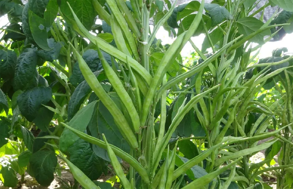 ग्वार की पछेती फसल को झुलसा रोग से बचाए किसान: डॉ.सैनी
