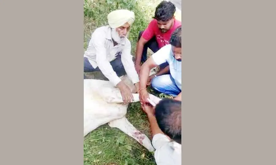 सेवादारों ने घायल बेजुबान का ईलाज कर पहुंचाया गौशाला