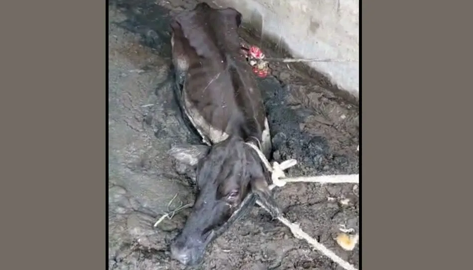 गौ सेवकों ने दलदल में फंसी गाय को निकाला बाहर