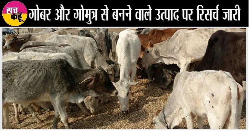 सड़कों पर घूमने वाली गऊओं के लिए बनेगा ‘गोवन’