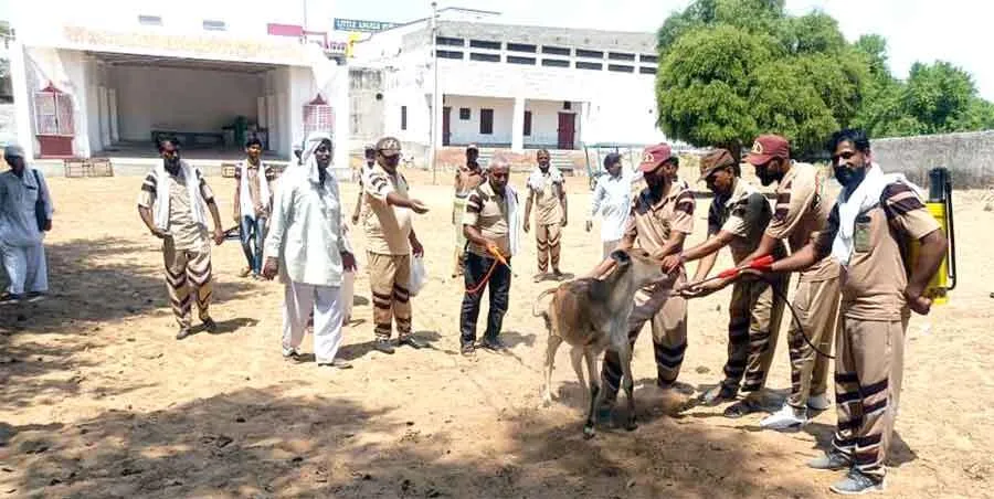 सेवादारों ने बीमार गोवंश की ली सुध