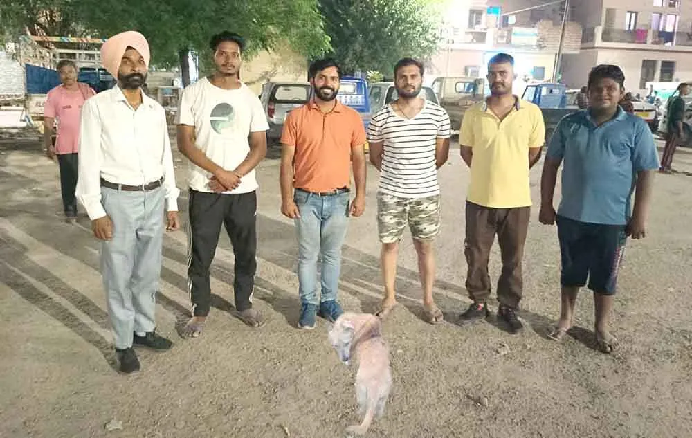 चंडीगढ़ के सेवादारों ने गहरे जख्म में कीड़े पड़ने पर तड़प रहे कुत्ते का करवाया इलाज