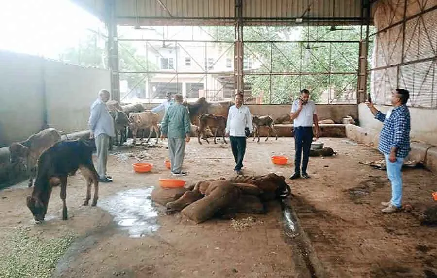 गौवंशों पर किया औषधीय युक्त घोल का छिड़काव