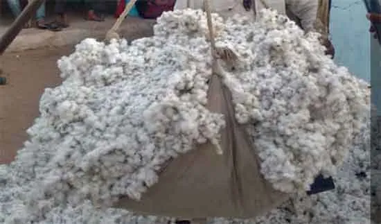MSP on cotton sachkahoon