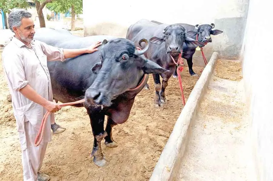 ‘मुर्राह’ ने बनाया किसान नेमपाल सिंह को लखपति