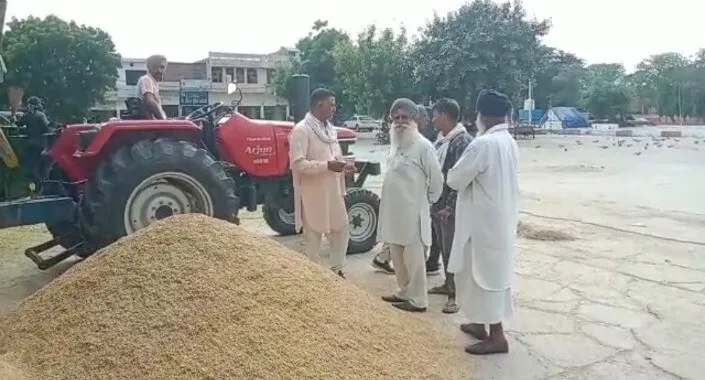 मंडिय़ों में पहुंचा 1509 धान, उत्पादन अच्छा, किसानों के चेहरे खिले