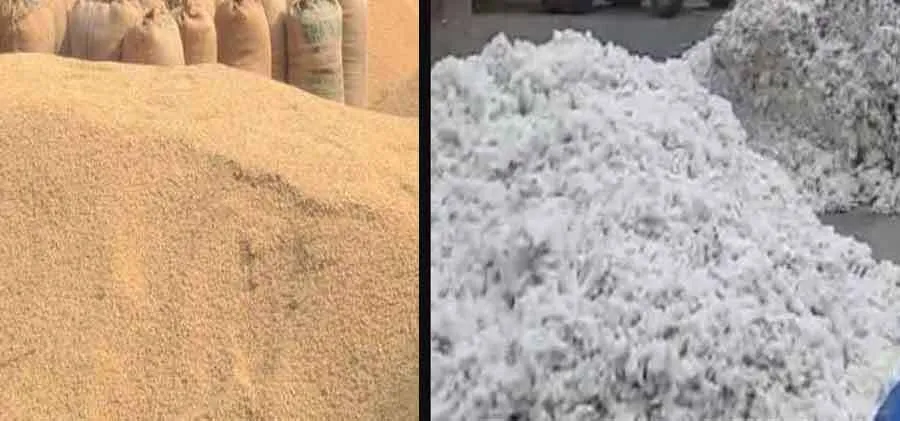 किसानों के लिए मुनाफे का सौदा बन रही 1509 धान और कपास