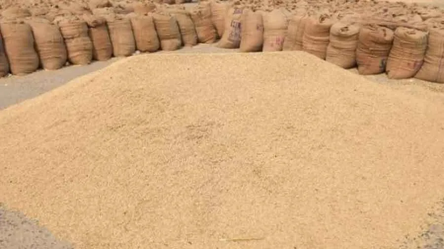 हरियाणा में धान खरीद के लिये 400 से अधिक खरीद केन्द्र बनाये