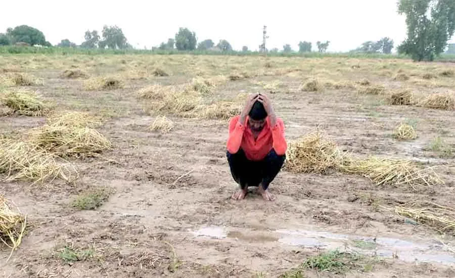 आसमान से बरसी आफत, मेहनत पर फिरा पानी
