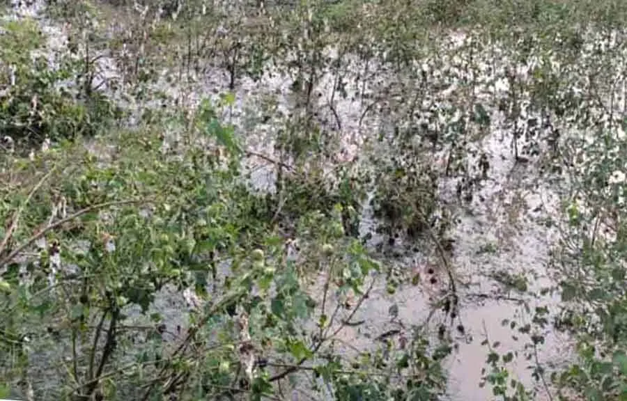 बारिश से फसलें खराब, सब्जियों के दाम आसमान पर