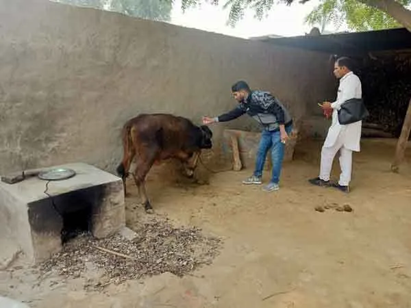 लंपी स्किन से बचाव हेतु गो-जातिय पशुओं को टीकाकरण जरूरी