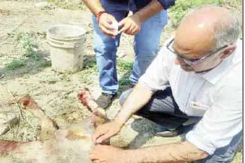 घायल पशु को बचाने में इन्द्री के सेवादारों ने दो घंटे तक की जद्दोजहद, नहीं बचा पाये