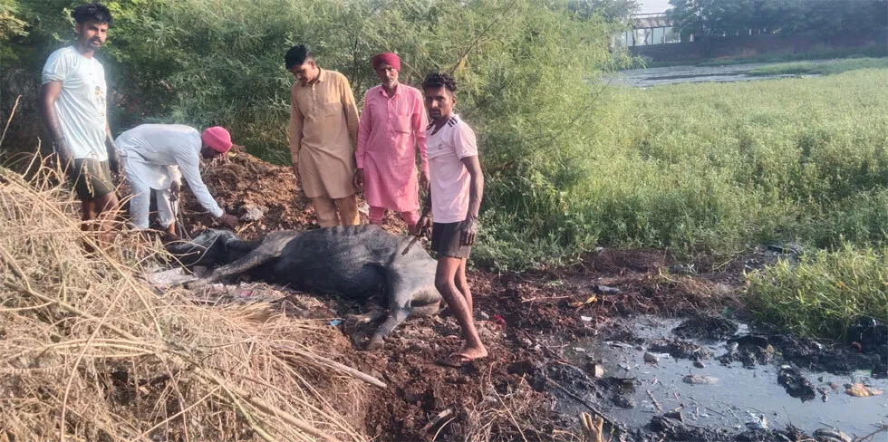 डेरा श्रद्धालुओं ने बेसहारा गाय को दलदल से बाहर निकाला, बचाई जान