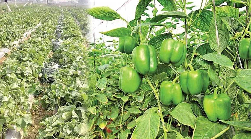 दिव्यांग किसान ने शिमला मिर्च की खेती से बदली तकदीर