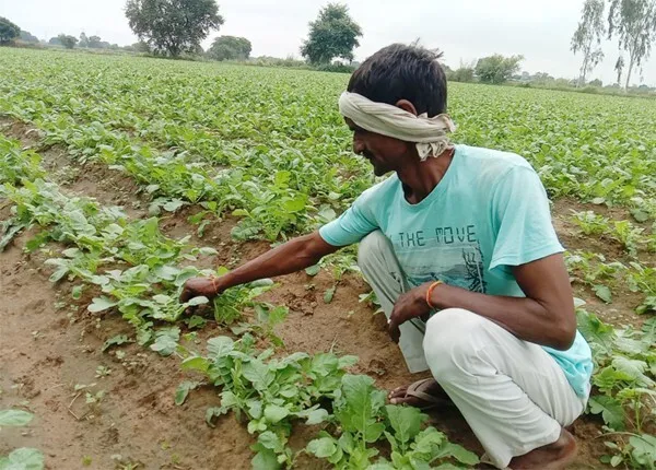 हे! भगवान अब तो रहम कर…बरसात से फसल बर्बाद