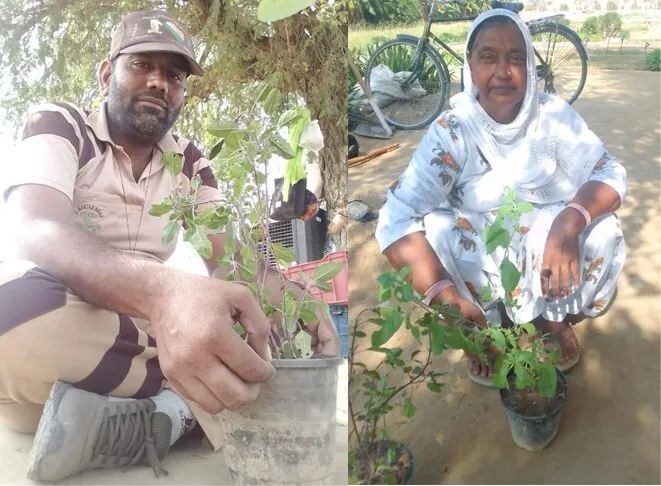 चंडीगढ़ के डेरा प्रेमियों ने पेड़ लगाकर मनाई दिवाली