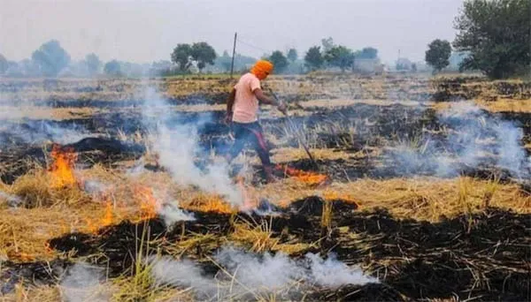 एक तरफ गुठलियों के भी दाम, दूसरी तरफ जेब से चट्टी