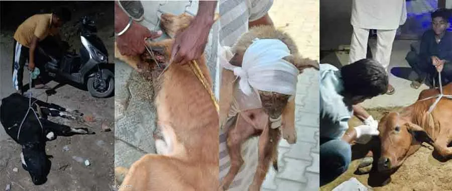 अगले सप्ताह से गौवंश के गले में डाली जाएगी रेडियम बैल्ट