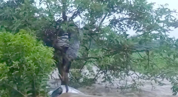कपल ने पेड़ पर चढ़कर बचाई जान, जानें क्या है मामला