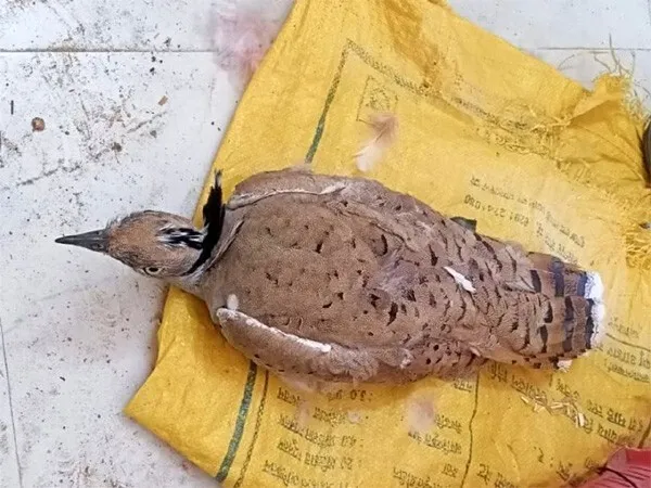 सरहद से आया संदिग्ध पक्षी, पंजों में लगा है टैग