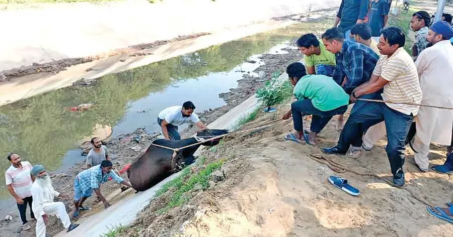 सराहनीय: डेरा श्रद्धालुओं ने नहर में गिरी गाय को सुरक्षित निकाला बाहर