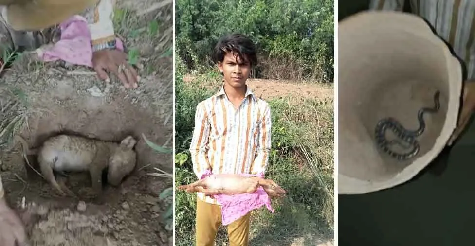 चंडीगढ़ के सेवादारों ने बदबू मार रहे मरे हुए कुत्ते को दफनाया और जिंदा सांप को जंगल में छोड़ा
