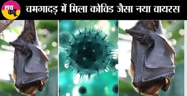 चिंताजनक: चमगादड़ में मिला कोविड जैसा नया वायरस, लोगों में फैला तो मच सकती है तबाही