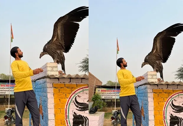 सरसा में देखा गया हिमालयन ग्रिफन वल्चर नस्ल का गिद्ध