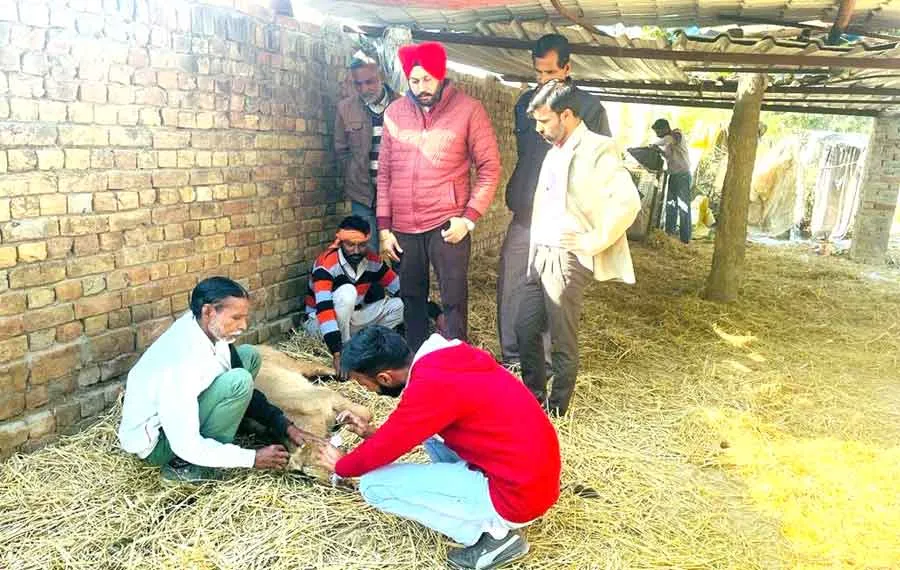 खुंखार कुत्तों ने नील गायों को नोंचा