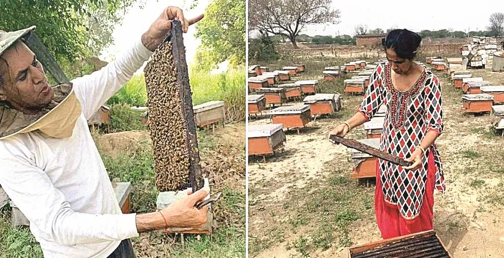 10 तरह के शहद से 50 लाख रुपए कमा रहा फोगाट परिवार